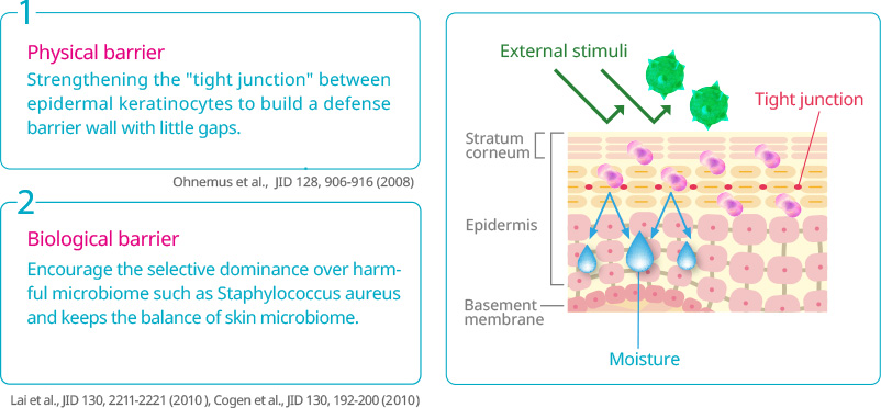 1. Physical barrier - Strengthening the 'tight junction' between epidermal keratinocytes to build a defense barrier wall with little gaps | Ohnemus et al.,  JID 128, 906-916 (2008) | 2. Biological barrier - Encourage the selective dominance over harmful microbiome such as Staphylococcus aureus and keeps the balance of skin microbiome. | Lai et al., JID 130, 2211-2221 (2010), Cogen et al., JID 130, 192-200 (2010) | External stimuli | Tight junction | Stratum
corneum  | Epidermis  | Basement membrane | Moisture